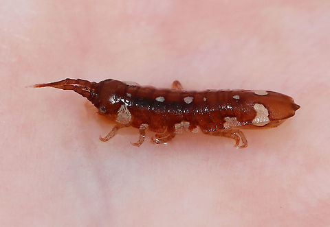 Marine Isopod - Idotea balthica I was watching a flock of birds eating things out of the water at low tide and crouched near them to see what they were feasting on. I scooped one of these creatures out of the water (there were TONS). I didn't know what it was at the time, but it didn't bite, at least.

This species eats algae and has a very variable pattern.

Habitat: Low tide zone 
https://www.jungledragon.com/image/99895/marine_isopod_-_idotea_balthica.html
https://www.jungledragon.com/image/99893/marine_isopod_-_idotea_balthica.html Baltic Isopod,Geotagged,Idotea,Idotea balthica,Summer,United States,isopod,marine isopod