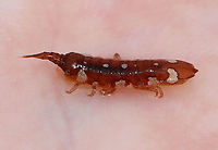 Marine Isopod - Idotea balthica I was watching a flock of birds eating things out of the water at low tide and crouched near them to see what they were feasting on. I scooped one of these creatures out of the water (there were TONS). I didn't know what it was at the time, but it didn't bite, at least.<br />
<br />
This species eats algae and has a very variable pattern.<br />
<br />
Habitat: Low tide zone <br />
https://www.jungledragon.com/image/99895/marine_isopod_-_idotea_balthica.html<br />
https://www.jungledragon.com/image/99893/marine_isopod_-_idotea_balthica.html Baltic Isopod,Geotagged,Idotea,Idotea balthica,Summer,United States,isopod,marine isopod