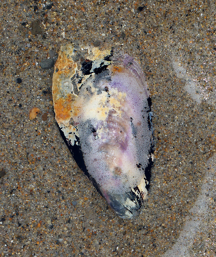 Blue Mussel - Mytilus edulis This mussel had all kinds of stuff growing on its shell. It was gorgeous.<br />
<br />
Habitat: Low tide zone Blue mussel,Geotagged,Mytilus,Mytilus edulis,Summer,United States,mussel
