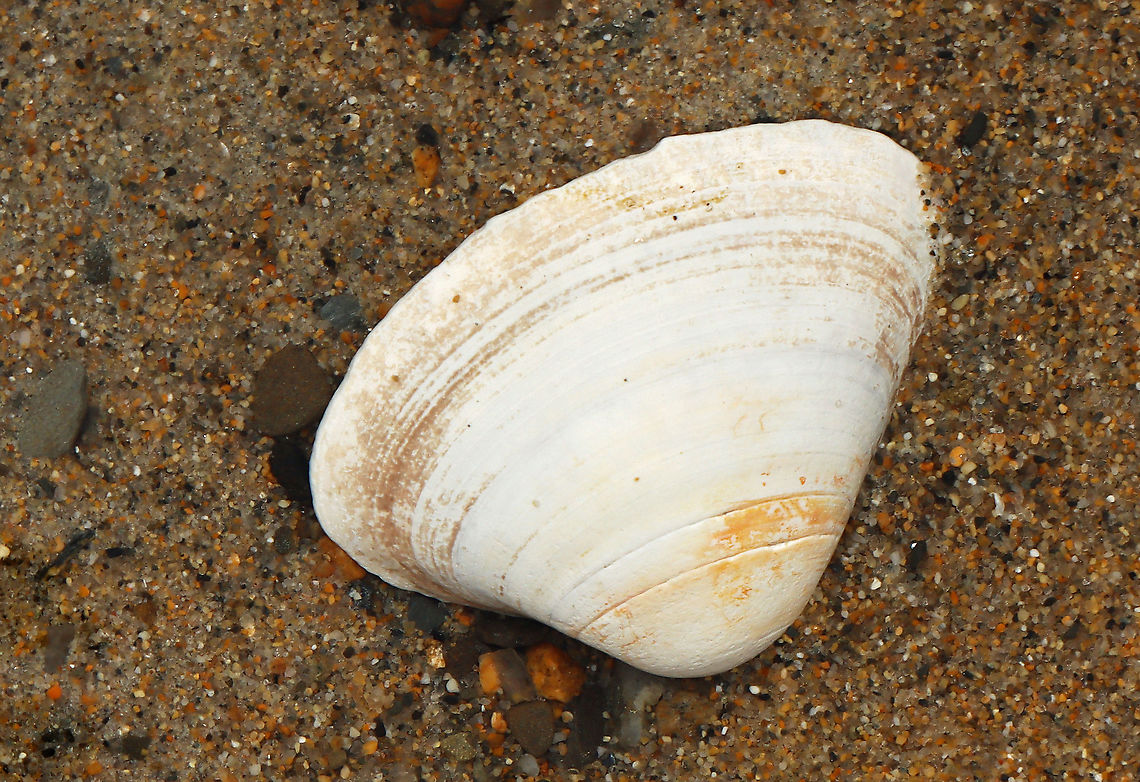 Surf Clam - Spisula solidissima It had a whitish gray periostracum and a strong chondrophore.<br />
<br />
Habitat: Washed up on beach during low tide<br />
<figure class="photo"><a href="https://www.jungledragon.com/image/110247/surf_clam_-_spisula_solidissima.html" title="Surf Clam - Spisula solidissima"><img src="https://s3.amazonaws.com/media.jungledragon.com/images/3232/110247_thumb.jpg?AWSAccessKeyId=05GMT0V3GWVNE7GGM1R2&Expires=1759968010&Signature=%2BrsvV7QZhiwZpAXTd4F8gqtYuRs%3D" width="200" height="128" alt="Surf Clam - Spisula solidissima It had a whitish gray periostracum and a strong chondrophore.<br />
<br />
Habitat: Washed up on beach during low tide<br />
https://www.jungledragon.com/image/110246/surf_clam_-_spisula_solidissima.html Atlantic surf clam,Geotagged,Spisula solidissima,Summer,United States" /></a></figure> Atlantic surf clam,Geotagged,Spisula,Spisula solidissima,Summer,United States,clam