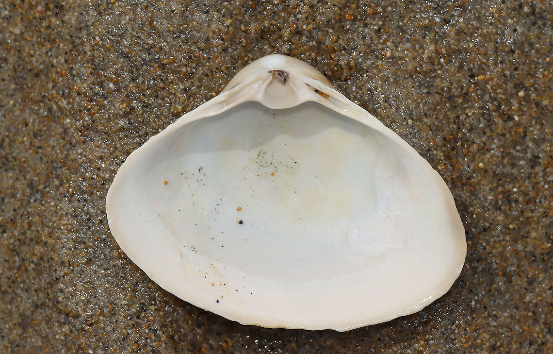 Surf Clam - Spisula solidissima It had a whitish gray periostracum and a strong chondrophore.<br />
<br />
Habitat: Washed up on beach during low tide<br />
<figure class="photo"><a href="https://www.jungledragon.com/image/110246/surf_clam_-_spisula_solidissima.html" title="Surf Clam - Spisula solidissima"><img src="https://s3.amazonaws.com/media.jungledragon.com/images/3232/110246_thumb.jpg?AWSAccessKeyId=05GMT0V3GWVNE7GGM1R2&Expires=1769040010&Signature=foL0nSKRhJCo8y%2FCoVFkImll4oc%3D" width="200" height="138" alt="Surf Clam - Spisula solidissima It had a whitish gray periostracum and a strong chondrophore.<br />
<br />
Habitat: Washed up on beach during low tide<br />
https://www.jungledragon.com/image/110247/surf_clam_-_spisula_solidissima.html Atlantic surf clam,Geotagged,Spisula,Spisula solidissima,Summer,United States,clam" /></a></figure> Atlantic surf clam,Geotagged,Spisula solidissima,Summer,United States