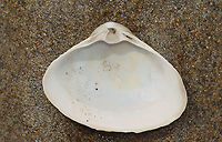 Surf Clam - Spisula solidissima It had a whitish gray periostracum and a strong chondrophore.<br />
<br />
Habitat: Washed up on beach during low tide<br />
https://www.jungledragon.com/image/110246/surf_clam_-_spisula_solidissima.html Atlantic surf clam,Geotagged,Spisula solidissima,Summer,United States