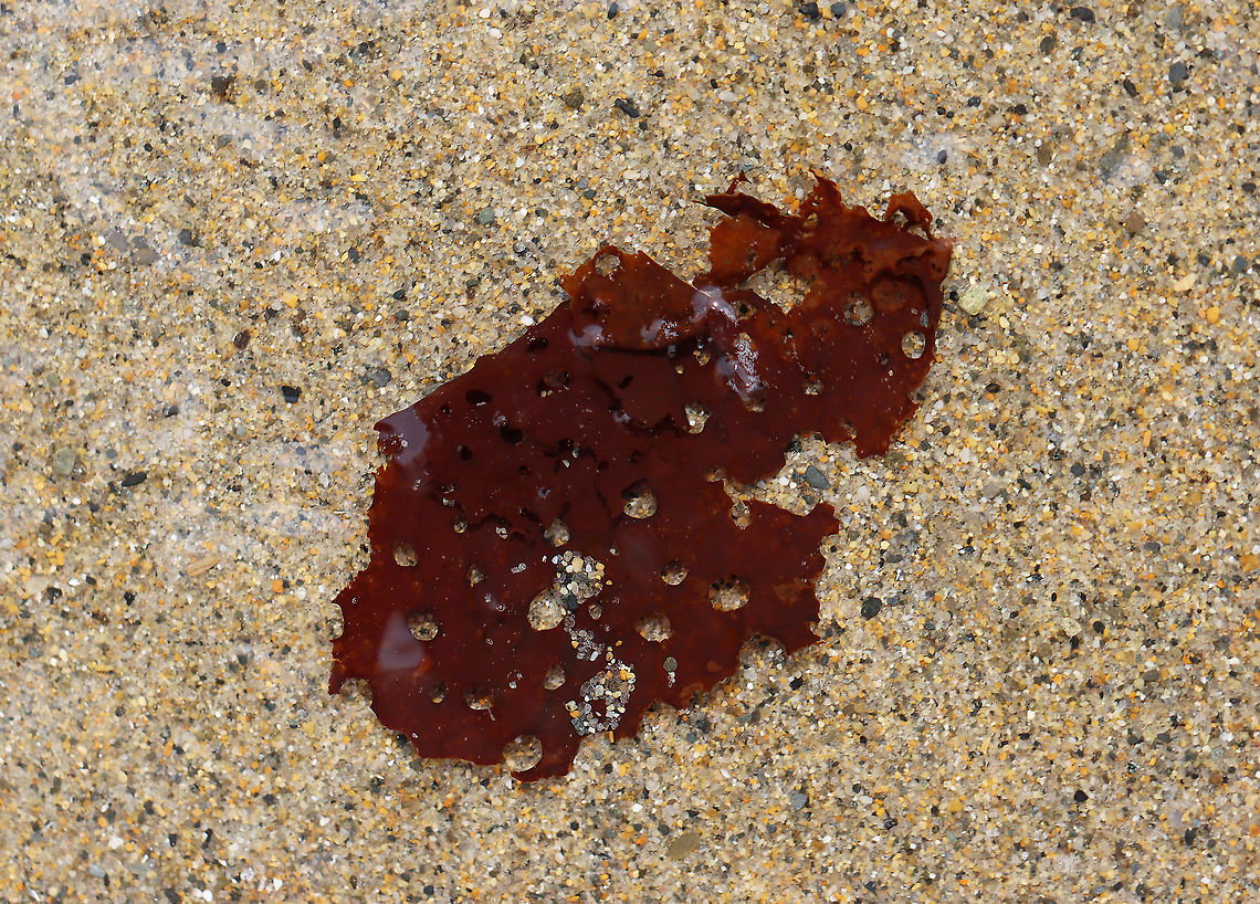 Sea Colander - Agarum cribosum/Agarum clathratum This was just a piece of the kelp that had washed up on the beach. They are covered with holes, which reduce the effect of the tide on the kelp.<br />
<br />
Habitat: Beach during low tide Agarum,Agarum clathratum,Agarum cribosum,Geotagged,Sea Collander,Summer,United States,kelp,shotgun kelp