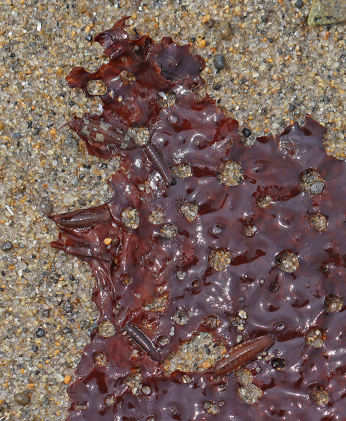Baltic Isopods - Idotea balthica There are 5 isopods on this piece of kelp! They have individual variations, but I think they are all the same species.<br />
<br />
Habitat: Washed up on kelp during low tide<br />
 Baltic Isopod,Geotagged,Idotea,Idotea balthica,Summer,United States,isopod,marine isopod