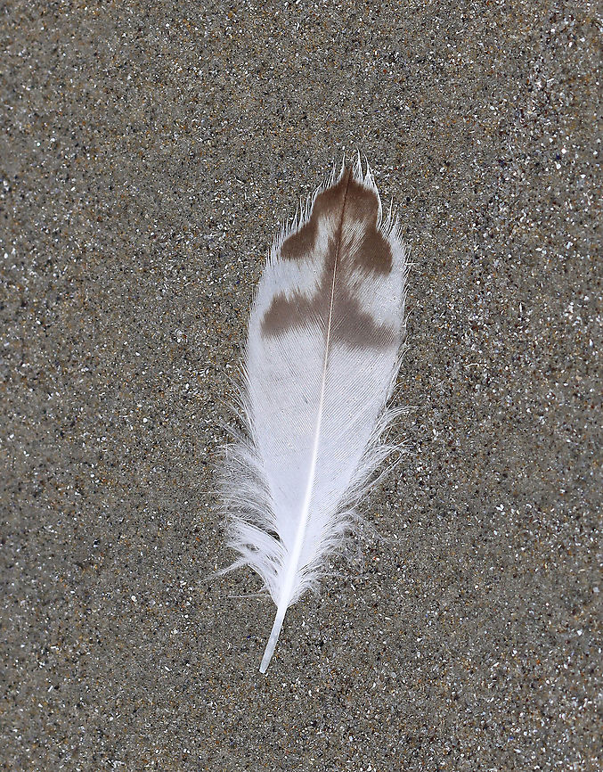 Unidentified Feather I found this feather on the beach during low tide. The only birds I saw in the surf were sanderlings (Calidris alba), and this feather doesn't seem to be a match. I tried to do an image search, but the 'match' came up as being a rabbit....So, I'll keep searching. Maybe it's a gull feather?<br />
<br />
Habitat: Beach during low tide Geotagged,Summer,United States,feather