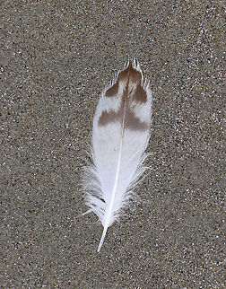 Unidentified Feather I found this feather on the beach during low tide. The only birds I saw in the surf were sanderlings (Calidris alba), and this feather doesn't seem to be a match. I tried to do an image search, but the 'match' came up as being a rabbit....So, I'll keep searching. Maybe it's a gull feather?

Habitat: Beach during low tide Geotagged,Summer,United States,feather