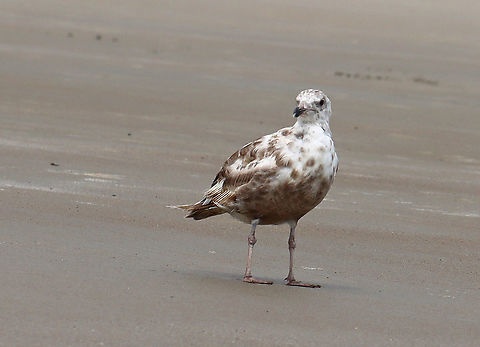 Gull - Larus sp. Strolling along the beach during low tide. Geotagged,Larus,Summer,United States,gull