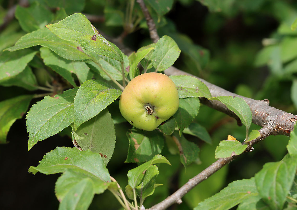 Apple - Malus pumila Habitat: Planted in a coastal area Apple,Geotagged,Malus,Malus domestica,Summer,United States
