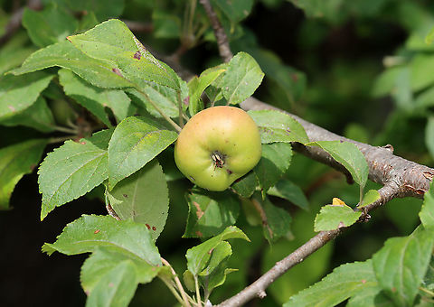 Apple - Malus pumila Habitat: Planted in a coastal area Apple,Geotagged,Malus,Malus domestica,Summer,United States