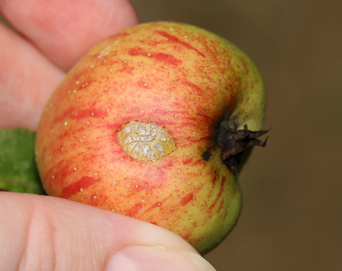 Apple Scab - Gymnosporangium sp. or Venturia inaequalis? I&#039;m not yet sure the cause of this scab. It looks fungal and I&#039;m assuming it&#039;s either from Gymnosporangium sp. or Venturia inaequalis.<br />
<br />
Habitat: Cultivated apple trees Geotagged,Summer,United States,apple,apple disease,apple scab,fungus