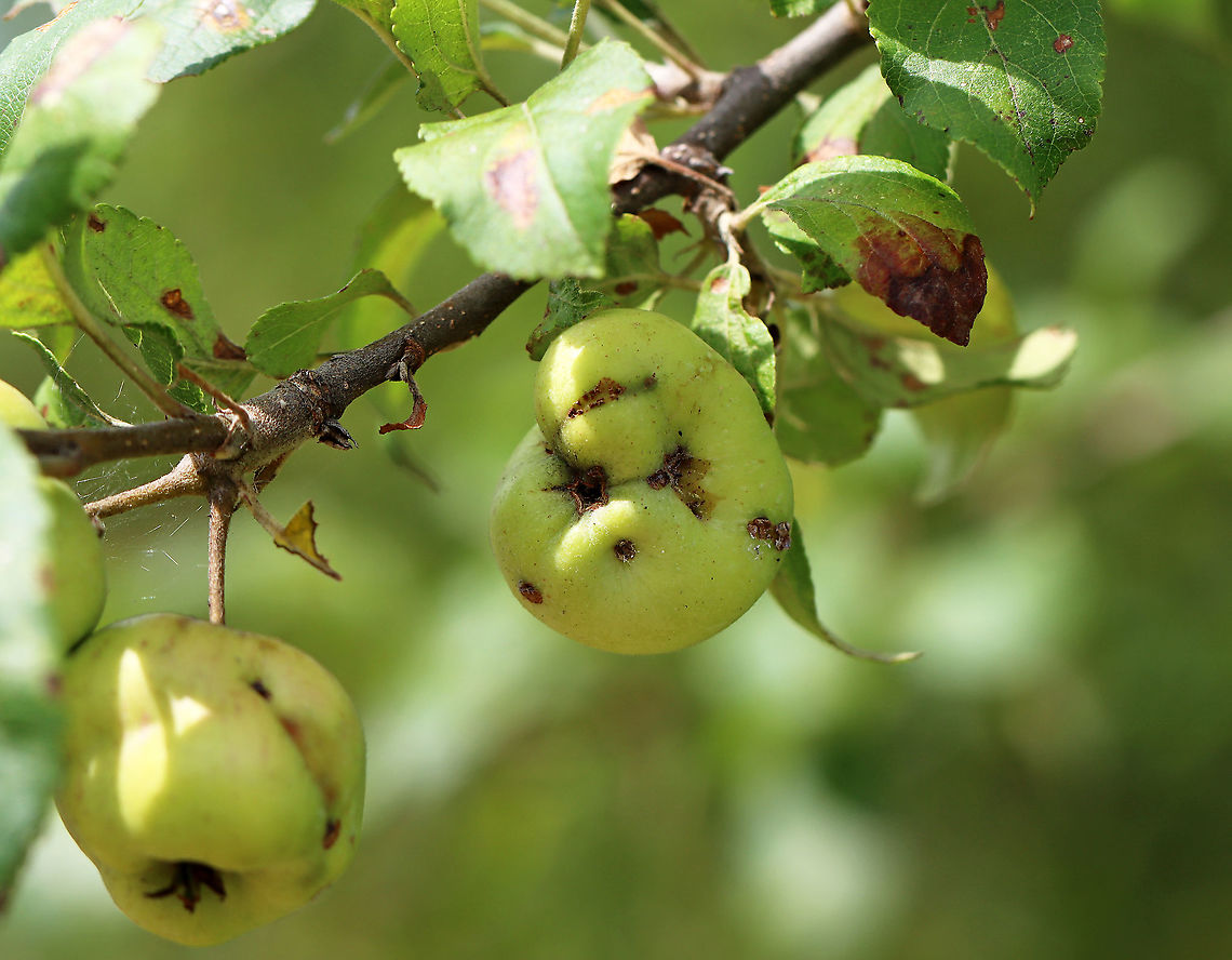 Apple Scab - Venturia inaequalis When young fruit become infected with this fungus, they grow to be distorted.<br />
<br />
Habitat: Cultivated apple trees Geotagged,Malus,Summer,United States,Venturia,Venturia  inaequalis,Venturia inaequalis,apple,apple scab,diseased apple,fungus