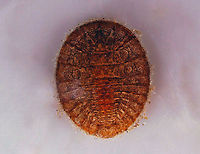 Water Penny Beetle Larva (Dorsal)- Psephenus herricki Flat, oval larva with a hard, brown dorsal surface. It has abdominal gills on the ventral surface.<br />
<br />
Habitat: Under a rock in a river<br />
https://www.jungledragon.com/image/110332/water_penny_beetle_larva_-_psephenus_herricki.html<br />
<br />
https://vimeo.com/521668490<br />
https://vimeo.com/521669710 Geotagged,Psephenus,Psephenus herricki,United States,Water Penny Beetle,beetle larva,larva,water penny,water penny larva