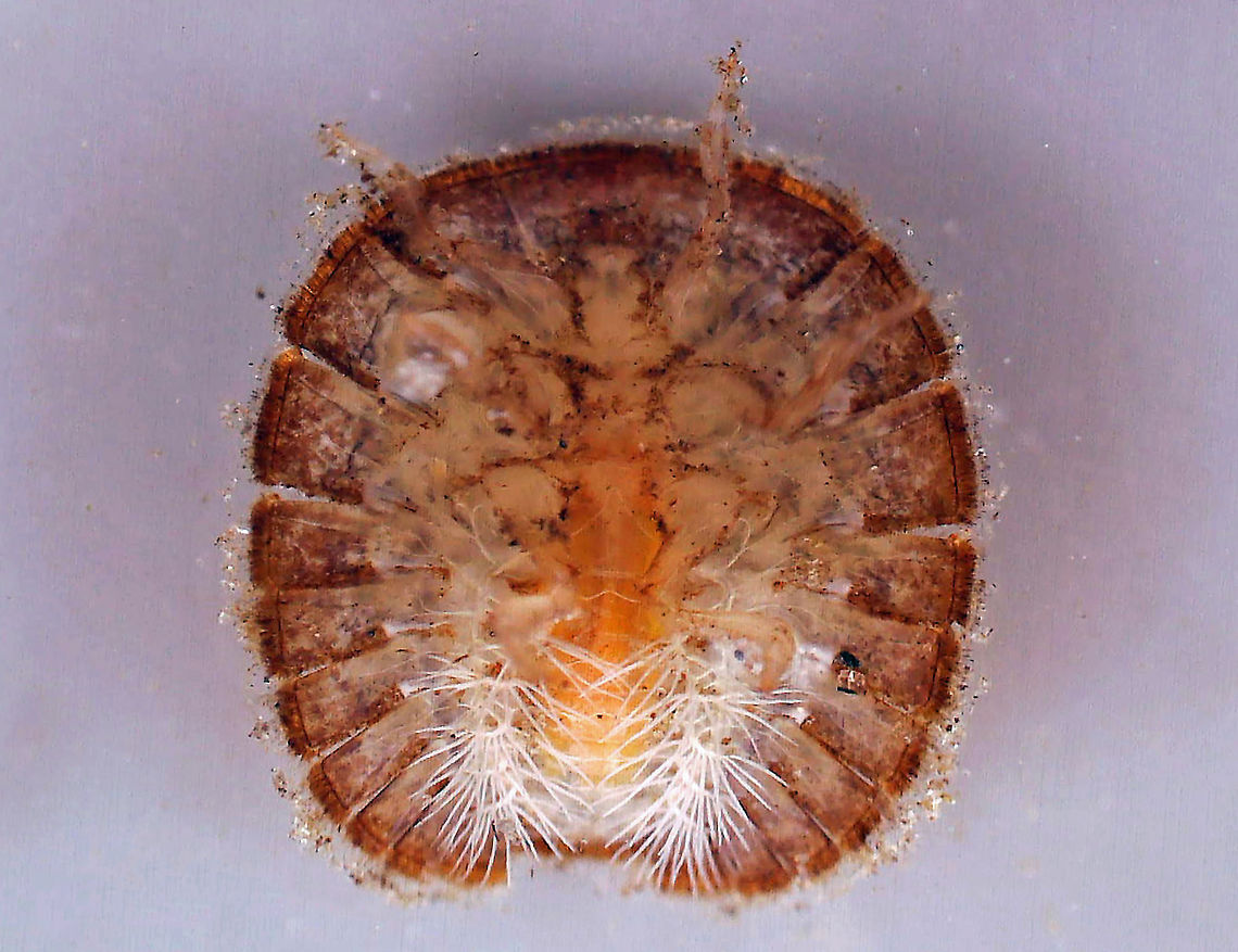 Water Penny Beetle Larva (Ventral) - Psephenus herricki Flat, oval larva with a hard, brown dorsal surface. It has abdominal gills on the ventral surface.<br />
<br />
Habitat: Under a rock in a river<br />
<figure class="photo"><a href="https://www.jungledragon.com/image/110331/water_penny_beetle_larva_dorsal-_psephenus_herricki.html" title="Water Penny Beetle Larva (Dorsal)- Psephenus herricki"><img src="https://s3.amazonaws.com/media.jungledragon.com/images/3232/110331_thumb.jpg?AWSAccessKeyId=05GMT0V3GWVNE7GGM1R2&Expires=1769040010&Signature=F2N7cJ9zaIgQXQdG4Yt0uypUVf8%3D" width="200" height="156" alt="Water Penny Beetle Larva (Dorsal)- Psephenus herricki Flat, oval larva with a hard, brown dorsal surface. It has abdominal gills on the ventral surface.<br />
<br />
Habitat: Under a rock in a river<br />
https://www.jungledragon.com/image/110332/water_penny_beetle_larva_-_psephenus_herricki.html<br />
<br />
https://vimeo.com/521668490<br />
https://vimeo.com/521669710 Geotagged,Psephenus,Psephenus herricki,United States,Water Penny Beetle,beetle larva,larva,water penny,water penny larva" /></a></figure><br />
<br />
<section class="video"><iframe width="448" height="252" src="https://player.vimeo.com/video/521668490?title=0&byline=0&portrait=0" frameborder="0"></iframe></section><br />
<section class="video"><iframe width="448" height="252" src="https://player.vimeo.com/video/521669710?title=0&byline=0&portrait=0" frameborder="0"></iframe></section> Geotagged,Psephenus herricki,United States,Water Penny Beetle
