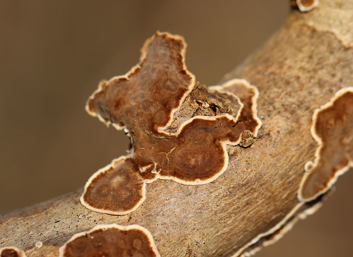 Giraffe Spots - Peniophora albobadia *Tenative ID<br />
<br />
Habitat: Growing on sycamore, I think; Deciduous forest<br />
<figure class="photo"><a href="https://www.jungledragon.com/image/110383/giraffe_spots_-_peniophora_albobadia.html" title="Giraffe Spots - Peniophora albobadia"><img src="https://s3.amazonaws.com/media.jungledragon.com/images/3232/110383_thumb.jpg?AWSAccessKeyId=05GMT0V3GWVNE7GGM1R2&Expires=1769040010&Signature=1nCxOMhIBQvDJbNcI6M8PI9zMBY%3D" width="200" height="144" alt="Giraffe Spots - Peniophora albobadia *Tenative ID<br />
<br />
Habitat: Growing on sycamore, I think; Deciduous forest<br />
https://www.jungledragon.com/image/110381/giraffe_spots_-_peniophora_albobadia.html<br />
https://www.jungledragon.com/image/110382/giraffe_spots_-_peniophora_albobadia.html Geotagged,Peniophora albobadia,United States,Winter" /></a></figure><br />
<figure class="photo"><a href="https://www.jungledragon.com/image/110382/giraffe_spots_-_peniophora_albobadia.html" title="Giraffe Spots - Peniophora albobadia"><img src="https://s3.amazonaws.com/media.jungledragon.com/images/3232/110382_thumb.jpg?AWSAccessKeyId=05GMT0V3GWVNE7GGM1R2&Expires=1769040010&Signature=osg%2FKhdYwV6vWaWk7l1EwT1LB9M%3D" width="200" height="144" alt="Giraffe Spots - Peniophora albobadia *Tenative ID<br />
<br />
Habitat: Growing on sycamore, I think; Deciduous forest<br />
https://www.jungledragon.com/image/110381/giraffe_spots_-_peniophora_albobadia.html<br />
https://www.jungledragon.com/image/110383/giraffe_spots_-_peniophora_albobadia.html Geotagged,Peniophora albobadia,United States,Winter" /></a></figure> Geotagged,Peniophora,Peniophora albobadia,United States,Winter,fungus