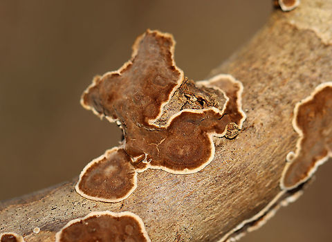 Giraffe Spots - Peniophora albobadia *Tenative ID

Habitat: Growing on sycamore, I think; Deciduous forest
https://www.jungledragon.com/image/110383/giraffe_spots_-_peniophora_albobadia.html
https://www.jungledragon.com/image/110382/giraffe_spots_-_peniophora_albobadia.html Geotagged,Peniophora,Peniophora albobadia,United States,Winter,fungus