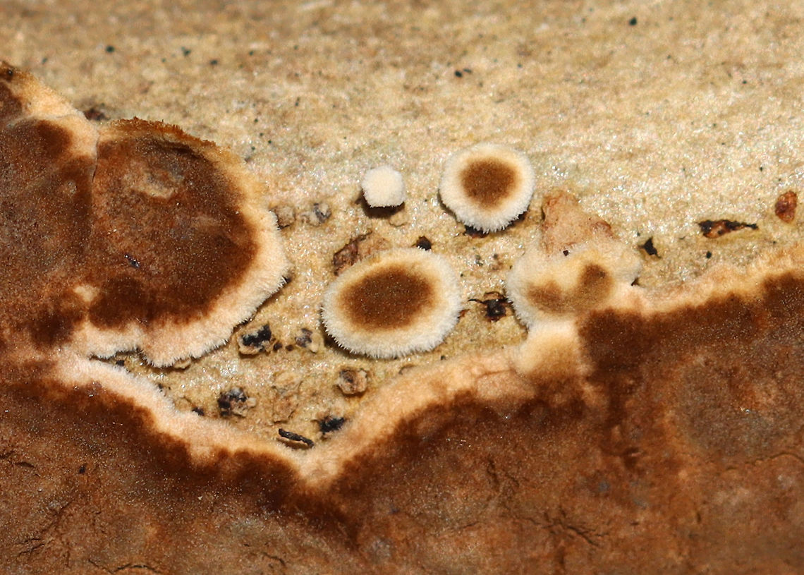 Giraffe Spots - Peniophora albobadia *Tenative ID<br />
<br />
Habitat: Growing on sycamore, I think; Deciduous forest<br />
<figure class="photo"><a href="https://www.jungledragon.com/image/110381/giraffe_spots_-_peniophora_albobadia.html" title="Giraffe Spots - Peniophora albobadia"><img src="https://s3.amazonaws.com/media.jungledragon.com/images/3232/110381_thumb.jpg?AWSAccessKeyId=05GMT0V3GWVNE7GGM1R2&Expires=1759968010&Signature=nSSEvvvsHqurLBsDe2PiooH%2FdtI%3D" width="200" height="146" alt="Giraffe Spots - Peniophora albobadia *Tenative ID<br />
<br />
Habitat: Growing on sycamore, I think; Deciduous forest<br />
https://www.jungledragon.com/image/110383/giraffe_spots_-_peniophora_albobadia.html<br />
https://www.jungledragon.com/image/110382/giraffe_spots_-_peniophora_albobadia.html Geotagged,Peniophora,Peniophora albobadia,United States,Winter,fungus" /></a></figure><br />
<figure class="photo"><a href="https://www.jungledragon.com/image/110383/giraffe_spots_-_peniophora_albobadia.html" title="Giraffe Spots - Peniophora albobadia"><img src="https://s3.amazonaws.com/media.jungledragon.com/images/3232/110383_thumb.jpg?AWSAccessKeyId=05GMT0V3GWVNE7GGM1R2&Expires=1759968010&Signature=nxevQVo%2FxNNu99sN3AckJaW629s%3D" width="200" height="144" alt="Giraffe Spots - Peniophora albobadia *Tenative ID<br />
<br />
Habitat: Growing on sycamore, I think; Deciduous forest<br />
https://www.jungledragon.com/image/110381/giraffe_spots_-_peniophora_albobadia.html<br />
https://www.jungledragon.com/image/110382/giraffe_spots_-_peniophora_albobadia.html Geotagged,Peniophora albobadia,United States,Winter" /></a></figure> Geotagged,Peniophora albobadia,United States,Winter