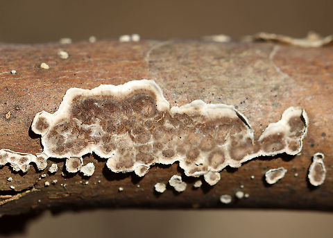 Giraffe Spots - Peniophora albobadia *Tenative ID

Habitat: Growing on sycamore, I think; Deciduous forest
https://www.jungledragon.com/image/110381/giraffe_spots_-_peniophora_albobadia.html
https://www.jungledragon.com/image/110382/giraffe_spots_-_peniophora_albobadia.html Geotagged,Peniophora albobadia,United States,Winter