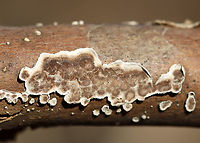 Giraffe Spots - Peniophora albobadia *Tenative ID<br />
<br />
Habitat: Growing on sycamore, I think; Deciduous forest<br />
https://www.jungledragon.com/image/110381/giraffe_spots_-_peniophora_albobadia.html<br />
https://www.jungledragon.com/image/110382/giraffe_spots_-_peniophora_albobadia.html Geotagged,Peniophora albobadia,United States,Winter