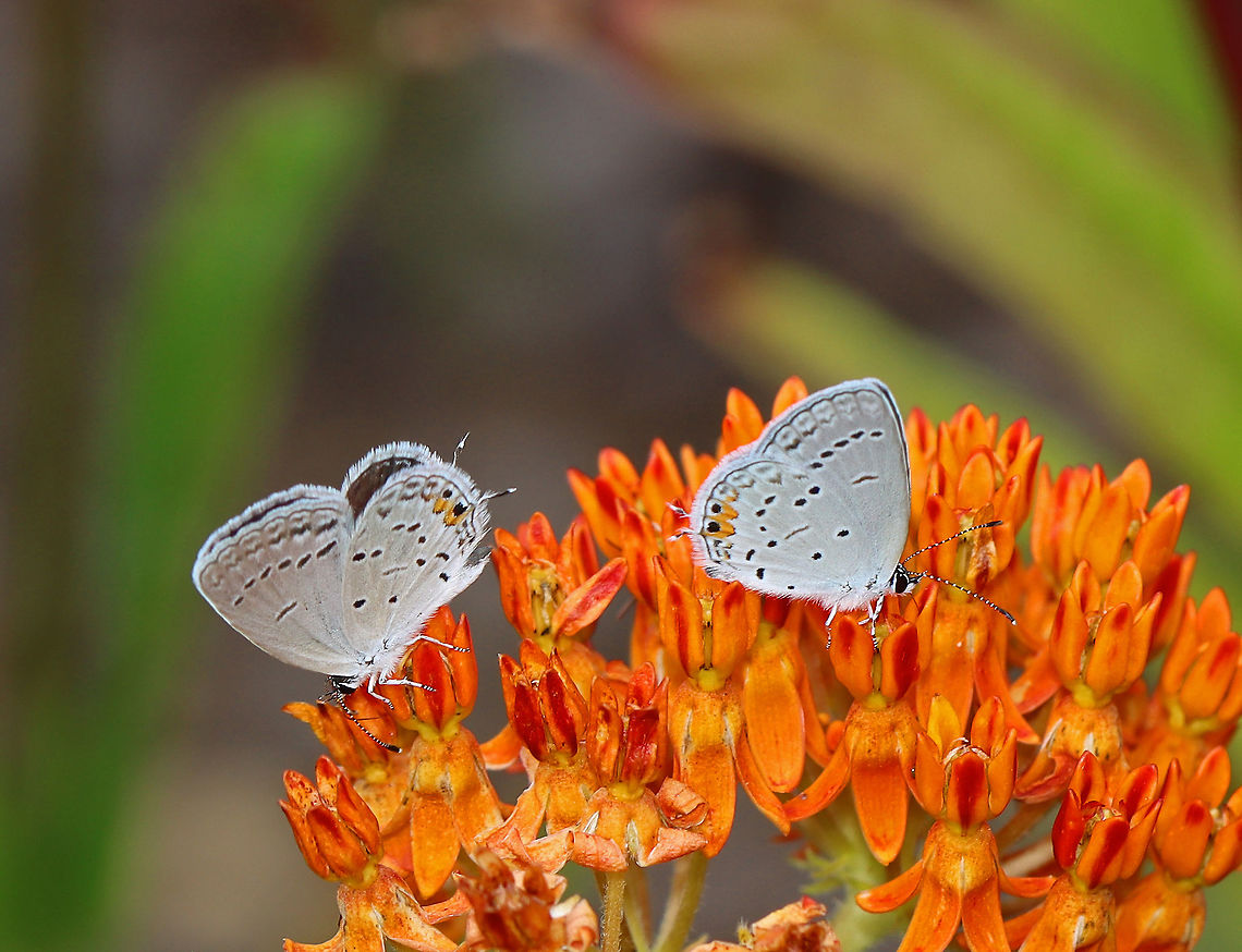 Eastern Tailed Blue - Cupido comyntas Habitat: Feasting on butterfly weed in a coastal garden Cupido,Cupido comyntas,Eastern Tailed-blue,Geotagged,Summer,United States,butterfly