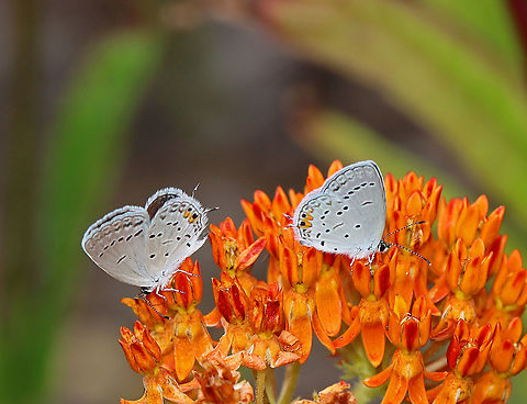 Eastern Tailed Blue - Cupido comyntas Habitat: Feasting on butterfly weed in a coastal garden Cupido,Cupido comyntas,Eastern Tailed-blue,Geotagged,Summer,United States,butterfly