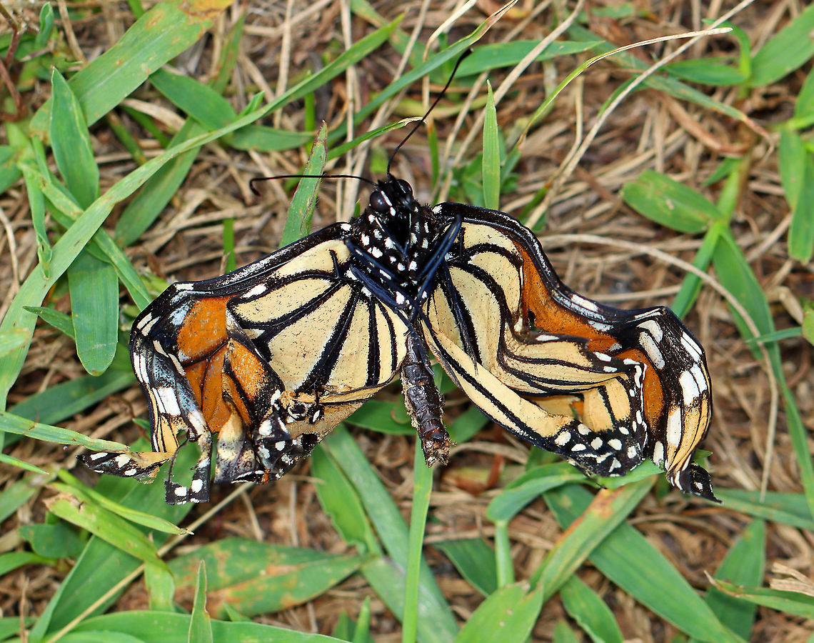 Ophryocystis elektroscirrha (OE) infected Monarch Butterfly (Danaus plexxipus) OE is a protozoan parasite that is spread from spores. The spores are packed between scales on an infected Monarch&#039;s body and when it lays eggs, the OE often attaches to the egg shell. OE causes weakness, disfigurement, and lethargy. These deformed butterflies don&#039;t live long and cannot be saved.<br />
<br />
OE infection in an adult can be confirmed by pressing a piece of clear tape on the butterfly&#039;s abdomen to pick up the spores. OE spores are visible under a microscope, and they look like tiny footballs.<br />
<br />
Habitat: Coastal garden Danaus,Danaus plexippus,Geotagged,Monarch butterfly,Ophryocystis,Ophryocystis elektroscirrha,Summer,United States,butterfly,monarch