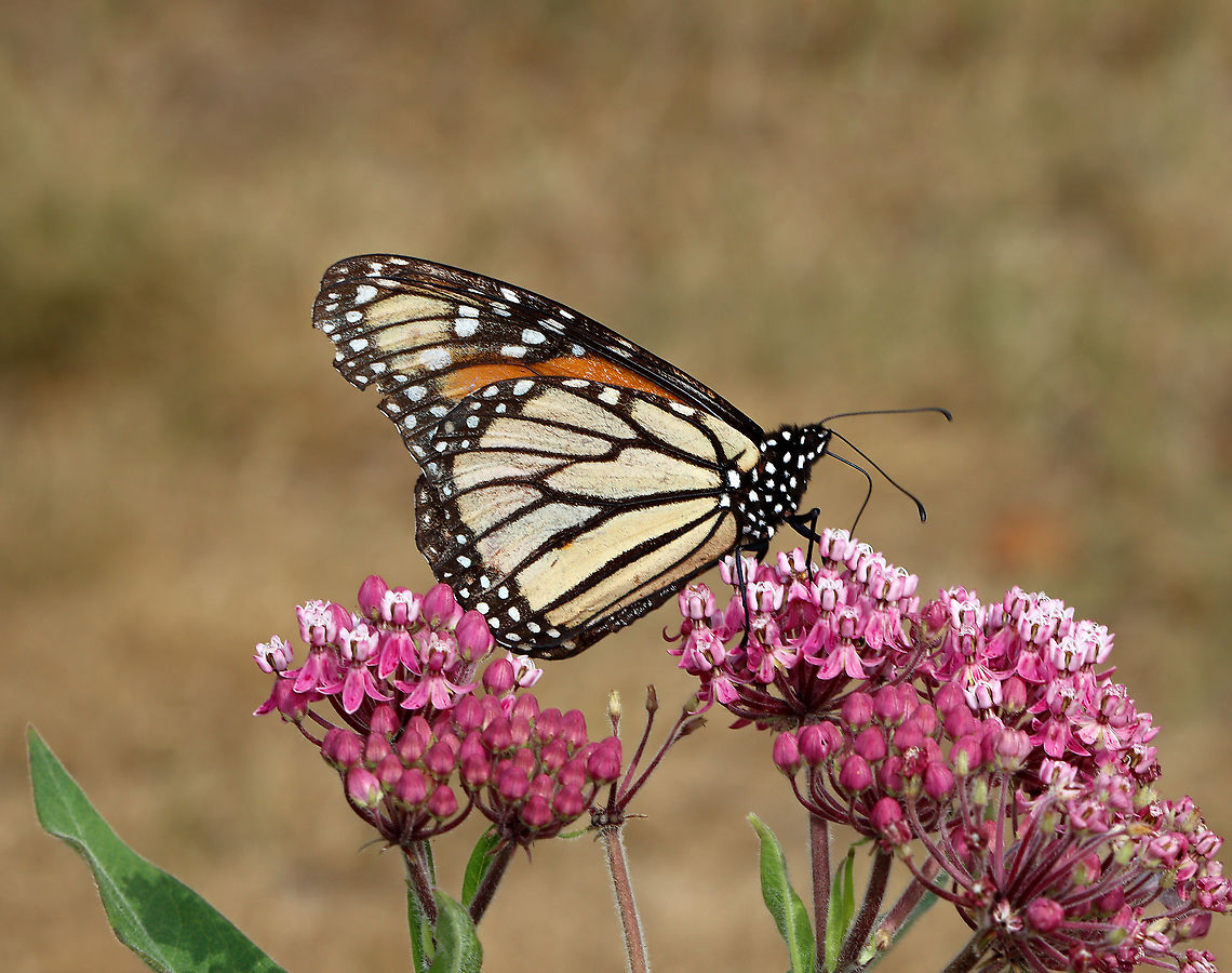 Monarch Butterfly - Danaus plexippus A bit ragged-looking, but still going strong &lt;3.<br />
<br />
Habitat: Coastal garden  Danaus plexippus,Geotagged,Monarch butterfly,Summer,United States,butterfly,monarch