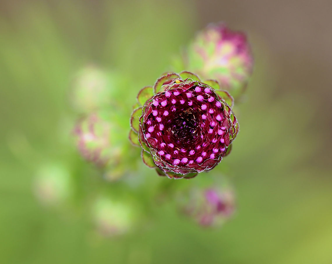 Unidentified Plant I have no idea what this is...maybe some kind of thistle? It was growing in a butterfly garden along the coast in southern Maine.  <br />
<br />
*Note the tiny yellow egg at the top of the flower. Geotagged,Summer,United States