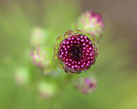 Unidentified Plant I have no idea what this is...maybe some kind of thistle? It was growing in a butterfly garden along the coast in southern Maine.  

*Note the tiny yellow egg at the top of the flower. Geotagged,Summer,United States