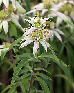Spotted Beebalm - Monarda punctata Habitat: Coastal garden Geotagged,Monarda,Monarda punctata,Summer,United States,beebalm,spotted beebalm