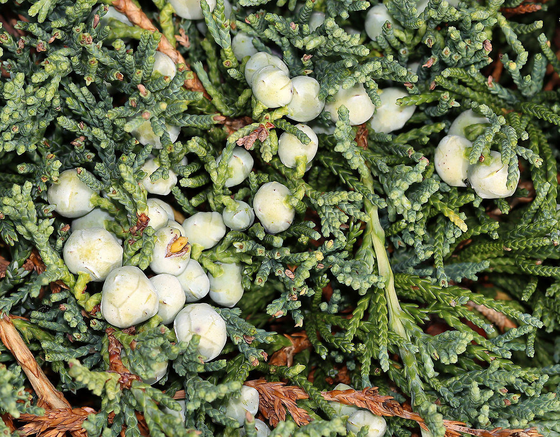 Creeping Juniper - Juniperus horizontalis Habitat: Coastal area Creeping Juniper,Geotagged,Juniperus,Juniperus horizontalis,Summer,United States,juniper