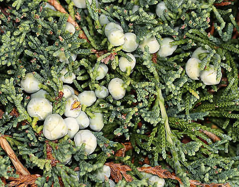 Creeping Juniper - Juniperus horizontalis Habitat: Coastal area Creeping Juniper,Geotagged,Juniperus,Juniperus horizontalis,Summer,United States,juniper