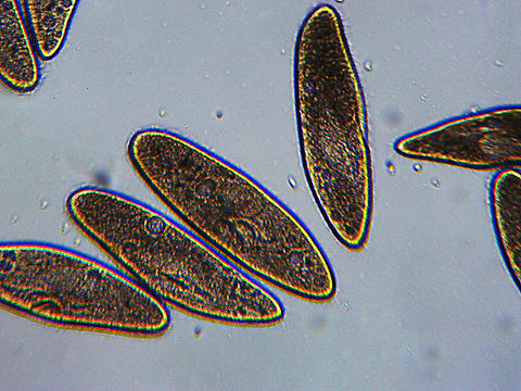 Paramecium multimicronucleatum Photo taken at 400x magnification.

Paramecia are widespread in freshwater.  The move very quickly via cilia.

https://vimeo.com/522577164 Geotagged,Paramecium,Paramecium multimicronucleatum,United States,Winter,protist
