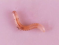 Juvenile Millipede - Cylindroiulus sp., Maybe Cylindroiulus punctatus This millipede was adorable. It was white with red spots along the sides and was about 4-5 mm long.<br />
<br />
Habitat: Rotting log; floodplain<br />
https://www.jungledragon.com/image/110479/spotted_snake_millipede_-_blaniulus_guttulatus.html Blunt-tailed Snake Millipede,Cylindroiulus,Cylindroiulus punctatus,Geotagged,United States,millipede