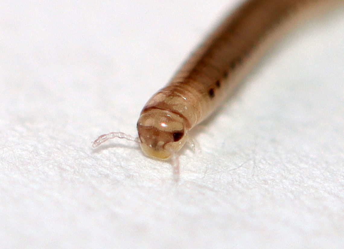 Juvenile Millipede - Cylindroiulus sp., Maybe Cylindroiulus punctatus This millipede was adorable. It was white with red spots along the sides and was about 4-5 mm long.<br />
<br />
Habitat: Rotting log; floodplain<br />
<figure class="photo"><a href="https://www.jungledragon.com/image/110478/juvenile_millipede_-_cylindroiulus_sp._maybe_cylindroiulus_punctatus.html" title="Juvenile Millipede - Cylindroiulus sp., Maybe Cylindroiulus punctatus"><img src="https://s3.amazonaws.com/media.jungledragon.com/images/3232/110478_thumb.jpg?AWSAccessKeyId=05GMT0V3GWVNE7GGM1R2&Expires=1767225610&Signature=yBx9XnJzKFGta7AaXeR6HrXXsyA%3D" width="200" height="154" alt="Juvenile Millipede - Cylindroiulus sp., Maybe Cylindroiulus punctatus This millipede was adorable. It was white with red spots along the sides and was about 4-5 mm long.<br />
<br />
Habitat: Rotting log; floodplain<br />
https://www.jungledragon.com/image/110479/spotted_snake_millipede_-_blaniulus_guttulatus.html Blunt-tailed Snake Millipede,Cylindroiulus,Cylindroiulus punctatus,Geotagged,United States,millipede" /></a></figure> Blunt-tailed Snake Millipede,Cylindroiulus punctatus,Geotagged,United States,Winter