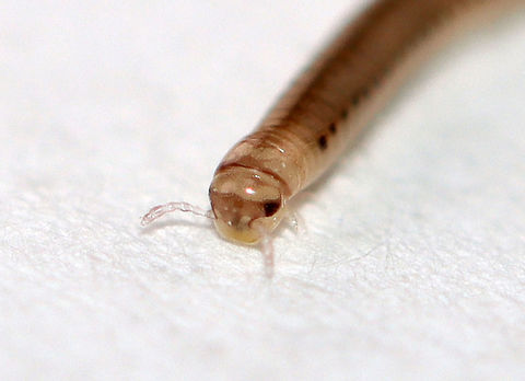 Juvenile Millipede - Cylindroiulus sp., Maybe Cylindroiulus punctatus This millipede was adorable. It was white with red spots along the sides and was about 4-5 mm long.

Habitat: Rotting log; floodplain
https://www.jungledragon.com/image/110478/spotted_snake_millipede_-_blaniulus_guttulatus.html Blunt-tailed Snake Millipede,Cylindroiulus punctatus,Geotagged,United States,Winter