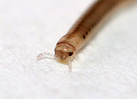 Juvenile Millipede - Cylindroiulus sp., Maybe Cylindroiulus punctatus This millipede was adorable. It was white with red spots along the sides and was about 4-5 mm long.<br />
<br />
Habitat: Rotting log; floodplain<br />
https://www.jungledragon.com/image/110478/spotted_snake_millipede_-_blaniulus_guttulatus.html Blunt-tailed Snake Millipede,Cylindroiulus punctatus,Geotagged,United States,Winter