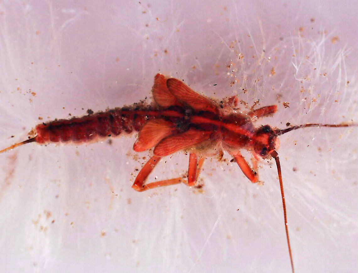 Nymph infected with Serratia marcescens This nymph was alive when I collected it, but before long, it turned red and died. Serratia marcescens is a pathogenic bacteria. It can infect insects, spreads quickly, and is difficult to eradicate. I once lost an entire mosquito colony to this bacteria, which set my research back months.<br />
<br />
Habitat: Collected in a woodland stream Geotagged,Serratia,Serratia marcescens,United States,bacteria,infected mayfly nymph,infected nymph,mayfly nymph,nymph