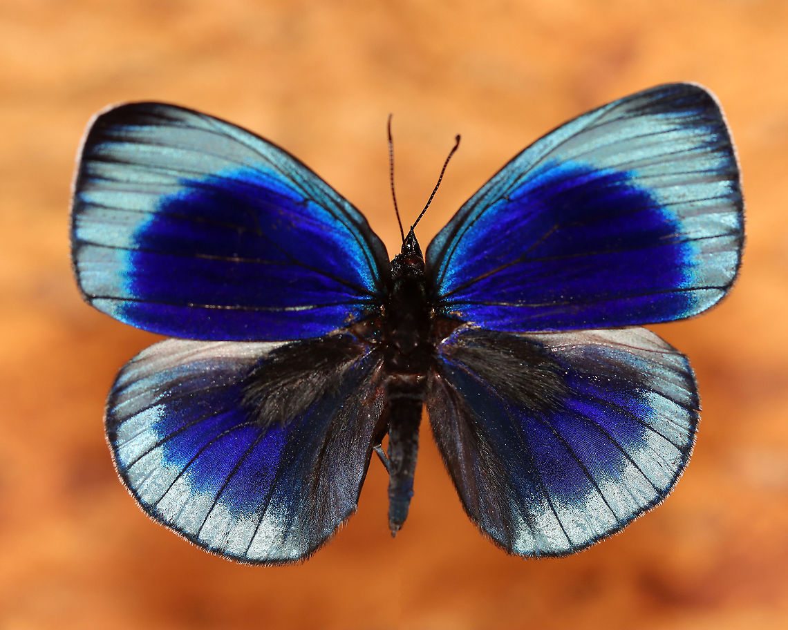 Leprieurs Glory - Asterope leprieuri *Pinned specimen*<br />
<br />
Native to South America - Colombia, Brazil, and Bolivia<br />
<figure class="photo"><a href="https://www.jungledragon.com/image/110482/leprieurs_glory_-_asterope_leprieuri.html" title="Leprieurs Glory - Asterope leprieuri"><img src="https://s3.amazonaws.com/media.jungledragon.com/images/3232/110482_thumb.jpg?AWSAccessKeyId=05GMT0V3GWVNE7GGM1R2&Expires=1769040010&Signature=Hi9oopZL2ltqfdatZsyeCTeaVWs%3D" width="200" height="140" alt="Leprieurs Glory - Asterope leprieuri *Pinned specimen*<br />
<br />
Native to South America - Colombia, Brazil, and Bolivia<br />
https://www.jungledragon.com/image/110481/leprieurs_glory_-_asterope_leprieuri.html Asterope leprieuri,Geotagged,Leprieurs glory,United States,Winter" /></a></figure><br />
 Asterope,Asterope leprieuri,Geotagged,Leprieurs glory,United States,Winter,butterfly