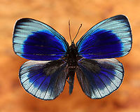 Leprieurs Glory - Asterope leprieuri *Pinned specimen*<br />
<br />
Native to South America - Colombia, Brazil, and Bolivia<br />
https://www.jungledragon.com/image/110482/leprieurs_glory_-_asterope_leprieuri.html<br />
Asterope,Asterope leprieuri,Geotagged,Leprieurs glory,United States,Winter,butterfly