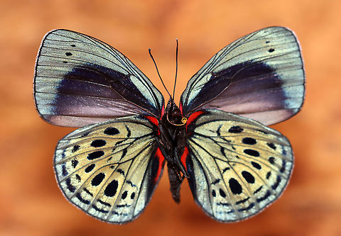 Leprieurs Glory - Asterope leprieuri *Pinned specimen*

Native to South America - Colombia, Brazil, and Bolivia
https://www.jungledragon.com/image/110481/leprieurs_glory_-_asterope_leprieuri.html Asterope leprieuri,Geotagged,Leprieurs glory,United States,Winter