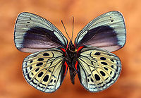 Leprieurs Glory - Asterope leprieuri *Pinned specimen*<br />
<br />
Native to South America - Colombia, Brazil, and Bolivia<br />
https://www.jungledragon.com/image/110481/leprieurs_glory_-_asterope_leprieuri.html Asterope leprieuri,Geotagged,Leprieurs glory,United States,Winter