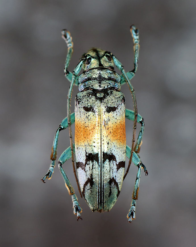 Longhorn Beetle - Tmesisternus rafaelae *Pinned specimen<br />
<br />
Native to Indonesia<br />
<figure class="photo"><a href="https://www.jungledragon.com/image/110485/longhorn_beetle_-_tmesisternus_rafaelae.html" title="Longhorn Beetle - Tmesisternus rafaelae"><img src="https://s3.amazonaws.com/media.jungledragon.com/images/3232/110485_thumb.jpg?AWSAccessKeyId=05GMT0V3GWVNE7GGM1R2&Expires=1767225610&Signature=Ukzgs3Mu2wLeYyrHedOQ6iBWFXQ%3D" width="136" height="152" alt="Longhorn Beetle - Tmesisternus rafaelae They have awesome divided eyes!<br />
<br />
*Pinned specimen<br />
<br />
Native to Indonesia<br />
https://www.jungledragon.com/image/110483/longhorn_beetle_-_tmesisternus_rafaelae.html Geotagged,Tmesisternus rafaelae,United States,Winter" /></a></figure><br />
 Geotagged,Tmesisternus,Tmesisternus rafaelae,United States,Winter,beetle,cerambycidae,longhorn beetle,longhorned beetle