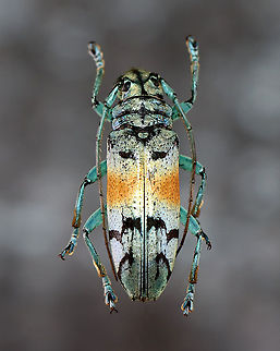 Longhorn Beetle - Tmesisternus rafaelae *Pinned specimen

Native to Indonesia
https://www.jungledragon.com/image/110485/longhorn_beetle_-_tmesisternus_rafaelae.html
 Geotagged,Tmesisternus,Tmesisternus rafaelae,United States,Winter,beetle,cerambycidae,longhorn beetle,longhorned beetle
