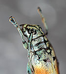 Longhorn Beetle - Tmesisternus rafaelae They have awesome divided eyes!<br />
<br />
*Pinned specimen<br />
<br />
Native to Indonesia<br />
https://www.jungledragon.com/image/110483/longhorn_beetle_-_tmesisternus_rafaelae.html Geotagged,Tmesisternus rafaelae,United States,Winter