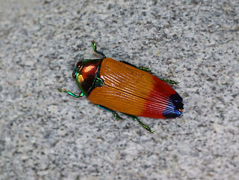 Buprestid Beetle - Metaxymorpha apicalis *Pinned specimen

Native to Indonesia
https://www.jungledragon.com/image/110488/buprestid_beetle_-_metaxymorpha_apicalis.html
https://www.jungledragon.com/image/110487/buprestid_beetle_-_metaxymorpha_apicalis.html
 Buprestidae,Geotagged,Metaxymorpha,Metaxymorpha apicalis,United States,Winter,beetle