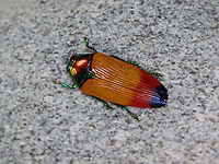 Buprestid Beetle - Metaxymorpha apicalis *Pinned specimen<br />
<br />
Native to Indonesia<br />
https://www.jungledragon.com/image/110488/buprestid_beetle_-_metaxymorpha_apicalis.html<br />
https://www.jungledragon.com/image/110487/buprestid_beetle_-_metaxymorpha_apicalis.html<br />
 Buprestidae,Geotagged,Metaxymorpha,Metaxymorpha apicalis,United States,Winter,beetle