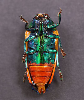 Buprestid Beetle - Metaxymorpha apicalis *Pinned specimen

Native to Indonesia
https://www.jungledragon.com/image/110488/buprestid_beetle_-_metaxymorpha_apicalis.html
https://www.jungledragon.com/image/110486/buprestid_beetle_-_metaxymorpha_apicalis.html Geotagged,Metaxymorpha apicalis,United States,Winter