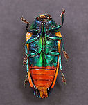 Buprestid Beetle - Metaxymorpha apicalis *Pinned specimen<br />
<br />
Native to Indonesia<br />
https://www.jungledragon.com/image/110488/buprestid_beetle_-_metaxymorpha_apicalis.html<br />
https://www.jungledragon.com/image/110486/buprestid_beetle_-_metaxymorpha_apicalis.html Geotagged,Metaxymorpha apicalis,United States,Winter