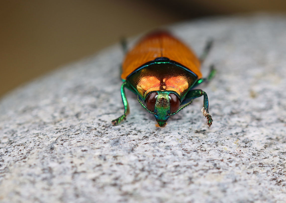 Buprestid Beetle - Metaxymorpha apicalis *Pinned specimen<br />
<br />
Native to Indonesia<br />
<figure class="photo"><a href="https://www.jungledragon.com/image/110487/buprestid_beetle_-_metaxymorpha_apicalis.html" title="Buprestid Beetle - Metaxymorpha apicalis"><img src="https://s3.amazonaws.com/media.jungledragon.com/images/3232/110487_thumb.jpg?AWSAccessKeyId=05GMT0V3GWVNE7GGM1R2&Expires=1759968010&Signature=EqTFPtq5MRcDdDXD5skLjHkYidk%3D" width="128" height="152" alt="Buprestid Beetle - Metaxymorpha apicalis *Pinned specimen<br />
<br />
Native to Indonesia<br />
https://www.jungledragon.com/image/110488/buprestid_beetle_-_metaxymorpha_apicalis.html<br />
https://www.jungledragon.com/image/110486/buprestid_beetle_-_metaxymorpha_apicalis.html Geotagged,Metaxymorpha apicalis,United States,Winter" /></a></figure><br />
<figure class="photo"><a href="https://www.jungledragon.com/image/110486/buprestid_beetle_-_metaxymorpha_apicalis.html" title="Buprestid Beetle - Metaxymorpha apicalis"><img src="https://s3.amazonaws.com/media.jungledragon.com/images/3232/110486_thumb.jpg?AWSAccessKeyId=05GMT0V3GWVNE7GGM1R2&Expires=1759968010&Signature=x3uFxdRTSFylufJC109y1rBuGOA%3D" width="200" height="152" alt="Buprestid Beetle - Metaxymorpha apicalis *Pinned specimen<br />
<br />
Native to Indonesia<br />
https://www.jungledragon.com/image/110488/buprestid_beetle_-_metaxymorpha_apicalis.html<br />
https://www.jungledragon.com/image/110487/buprestid_beetle_-_metaxymorpha_apicalis.html<br />
 Buprestidae,Geotagged,Metaxymorpha,Metaxymorpha apicalis,United States,Winter,beetle" /></a></figure> Geotagged,Metaxymorpha apicalis,United States,Winter
