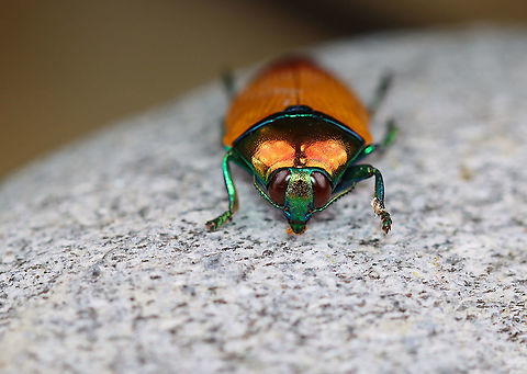 Buprestid Beetle - Metaxymorpha apicalis *Pinned specimen

Native to Indonesia
https://www.jungledragon.com/image/110487/buprestid_beetle_-_metaxymorpha_apicalis.html
https://www.jungledragon.com/image/110486/buprestid_beetle_-_metaxymorpha_apicalis.html Geotagged,Metaxymorpha apicalis,United States,Winter